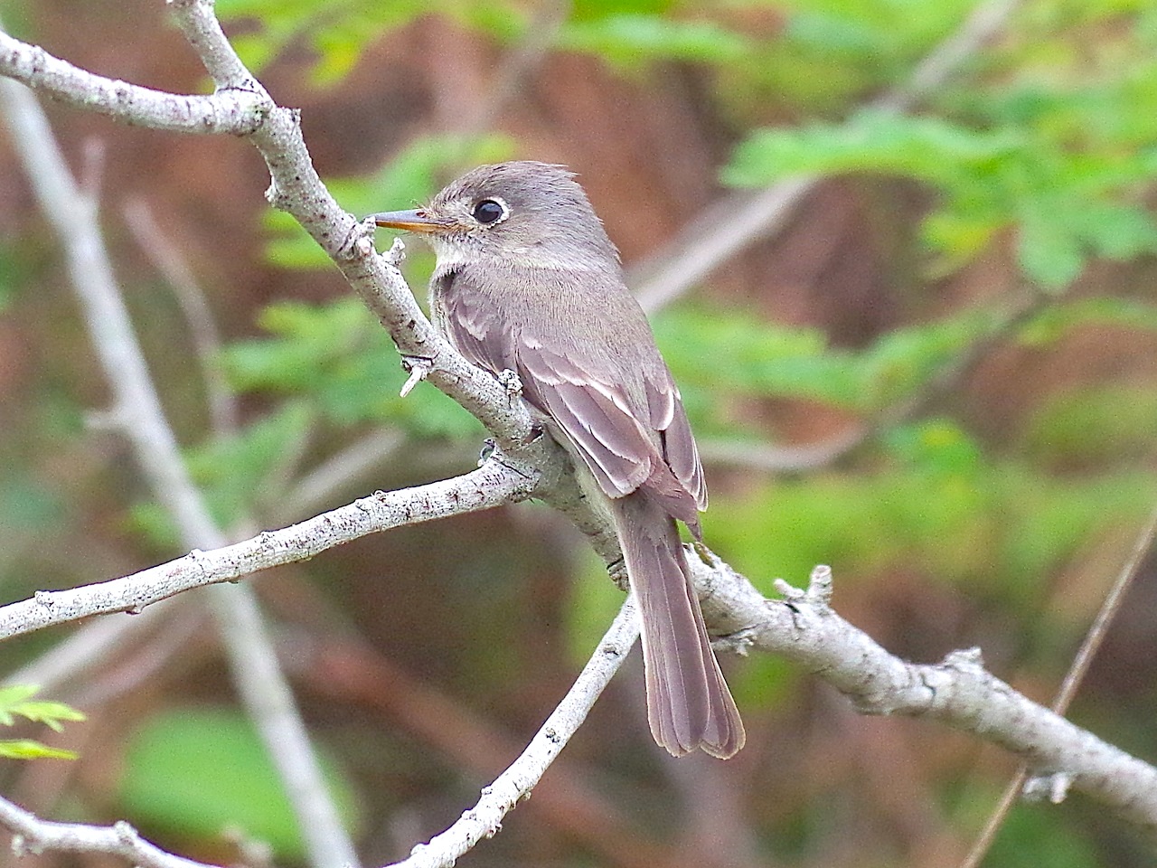 Cuban Pewee, Abbaco Neem Farm (Keith Salvesen)