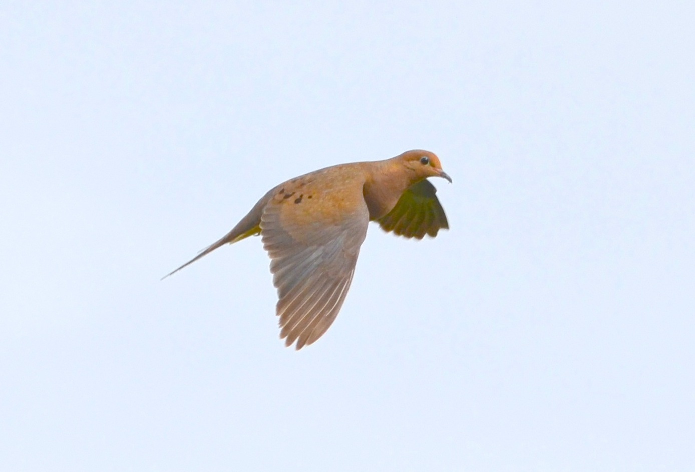 Mourning Dove, Abaco (Charles Skinner)