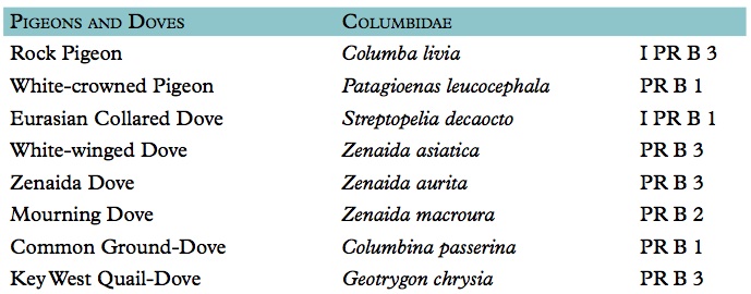 Pigeons : Doves Abaco