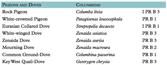 Pigeons : Doves Abaco