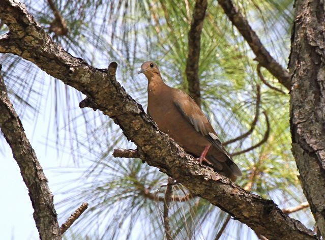 Zenaida Dove, Abaco (Bruce Hallett)