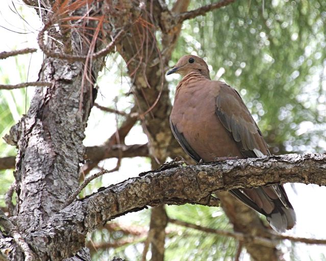 Zenaida Dove, Abaco (Bruce Hallett)