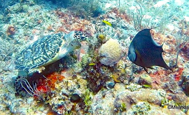 10245Green Turtle, Gray Angelfish ©Melinda Riger @GB Scuba copy