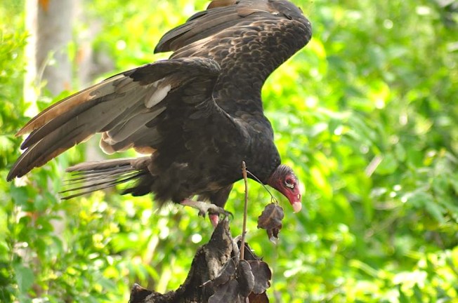 Turkey Vulture, Lubbers Quarter, Abaco (Larry Towning)