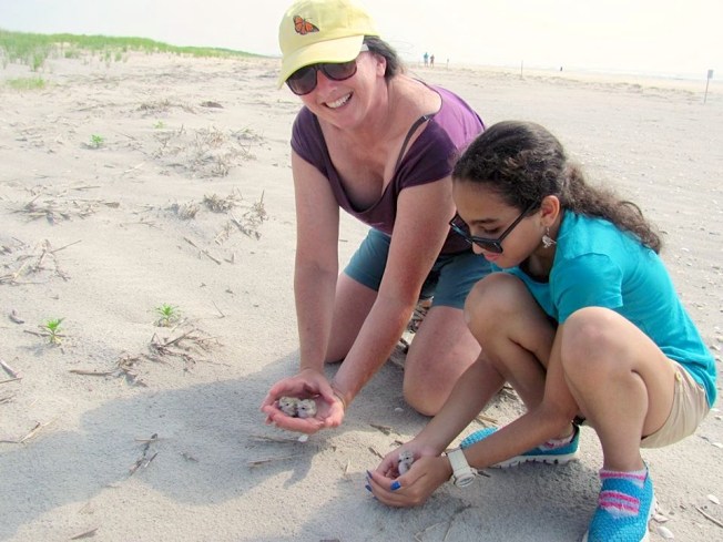Piping Plover chick in the hand for banding (CWFNJ)