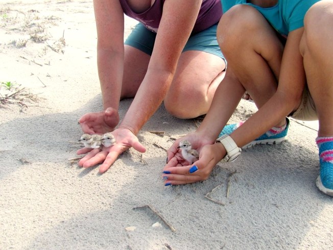 Piping Plover chick in the hand for banding (CWFNJ)