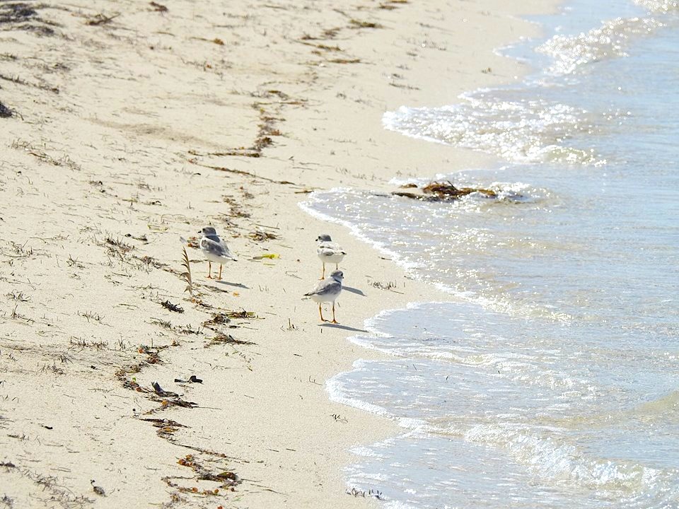 Piping plovers, West End, Grand Bahama (Linda Barry-Cooper)
