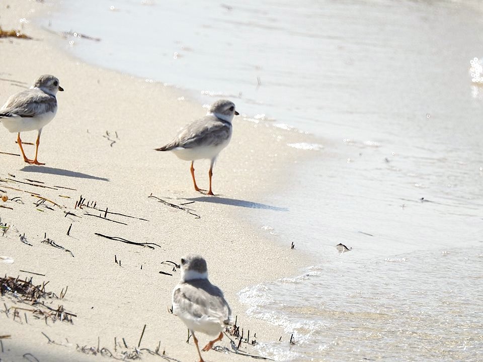 Piping plovers, West End, Grand Bahama (Linda Barry-Cooper)
