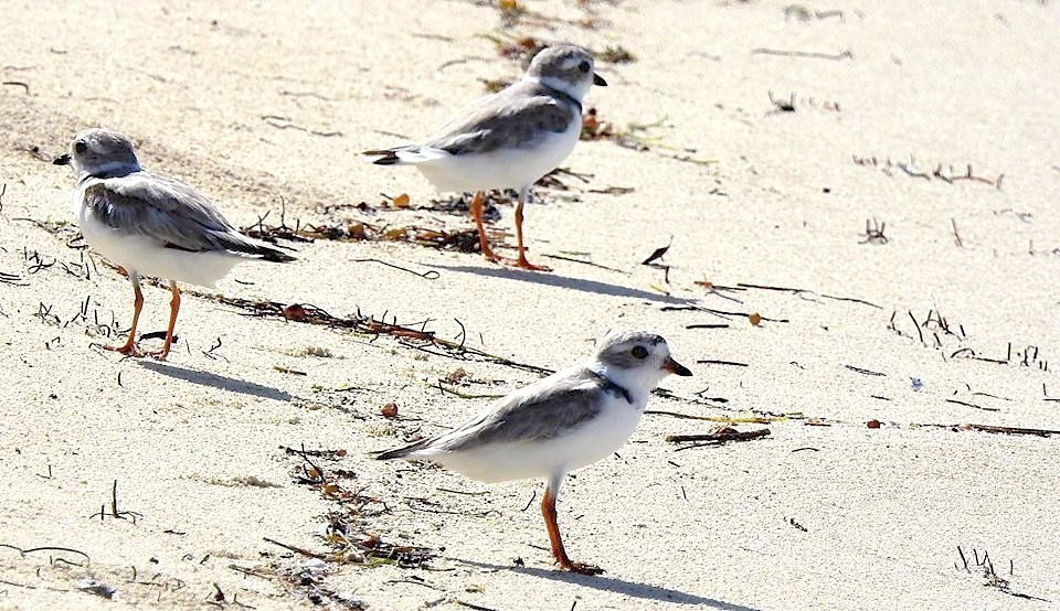 Piping plovers, West End, Grand Bahama (Linda Barry-Cooper)