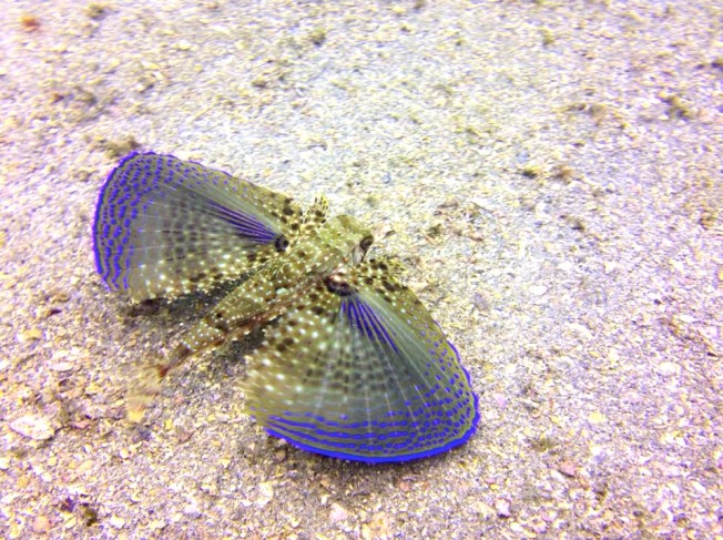 Flying Gurnard (Adam Rees / Scuba Works)