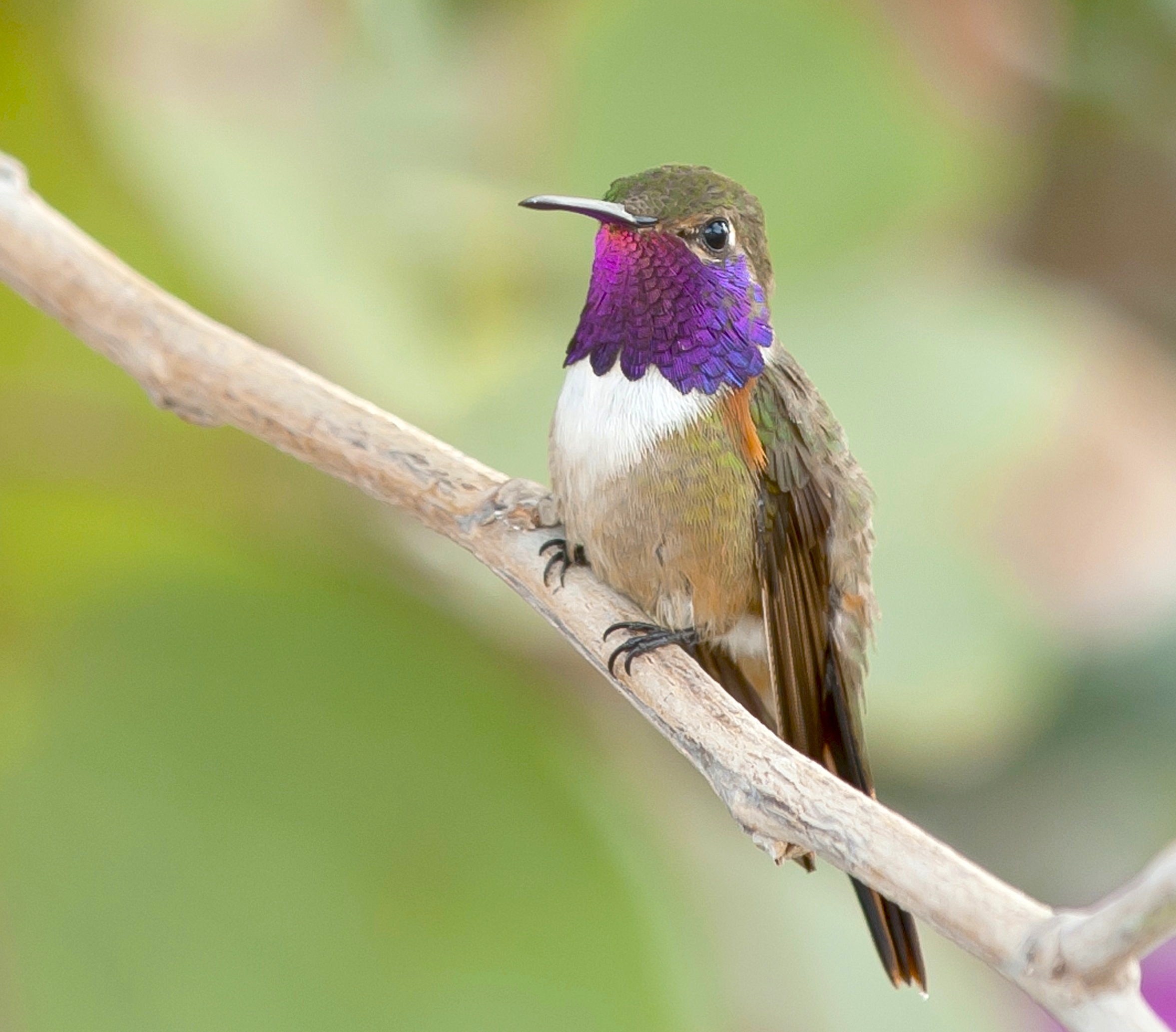 Bahama Woodstar male, Abaco, Bahamas (Tom Sheley)