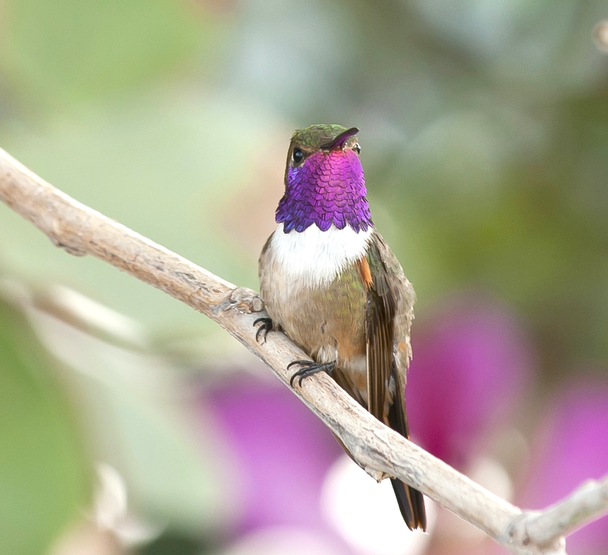 Bahama Woodstar male.Abaco Bahamas.Tom Sheley