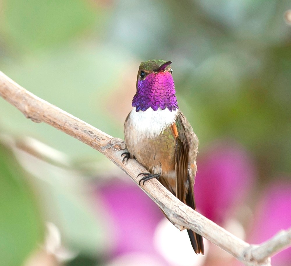 Bahama Woodstar male, Abaco, Bahamas (Tom Sheley)