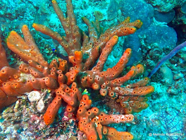 Brown Tube Sponge ©Melinda Riger @ G B Scuba
