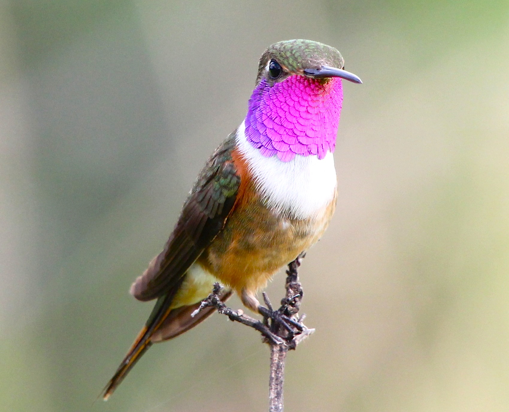 Bahama Woodstar Hummingbird, Abaco (Bruce Hallett)