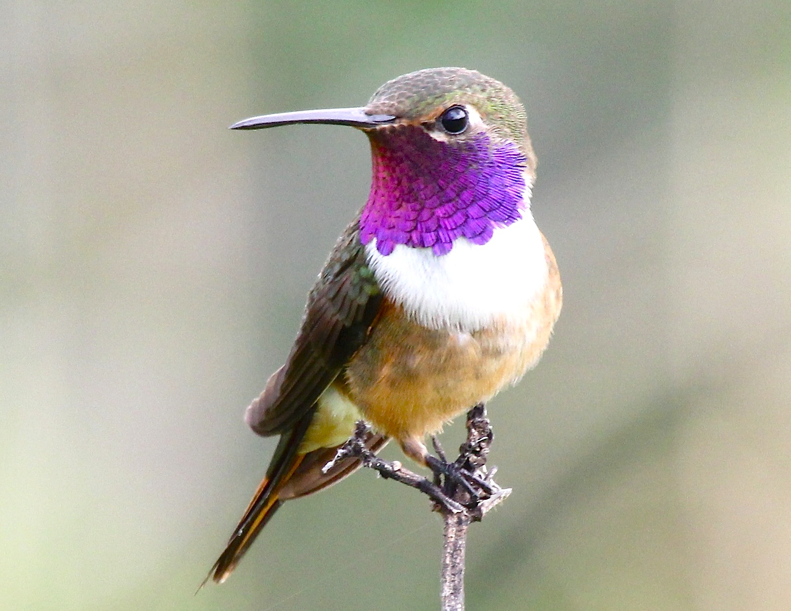 Bahama Woodstar Hummingbird, Abaco (Bruce Hallett)