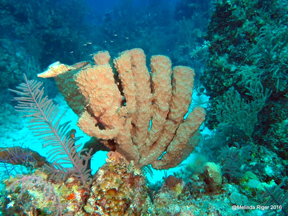 Candelabra Sponge ©Melinda Riger @ G B Scuba copy