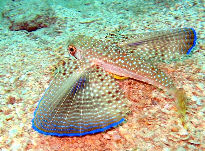 Dactylopterus_volitans Flying Gurnard (cralize wiki)