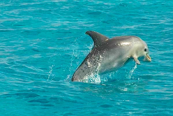 Dolphin leaping, Abaco (BMMRO)
