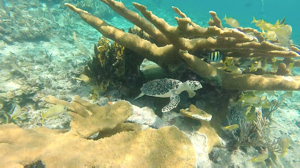 Hawksbill turtle (juv), West End Grand Bahama