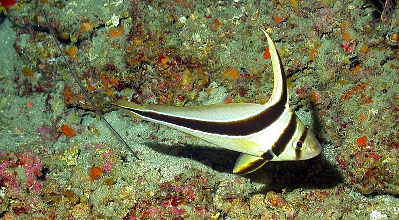 Jackknife fish adult_NOAA_Photo_Library