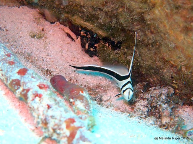 Jackknife Fish ©Melinda Riger @ G B Scuba
