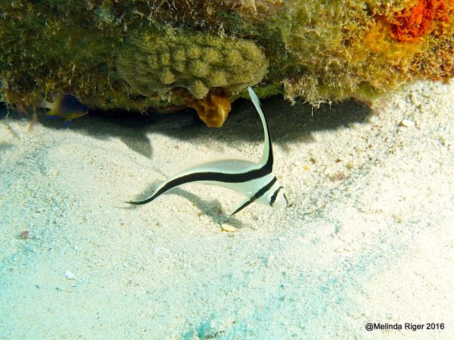 Jackknife Fish ©Melinda Riger @ GB Scuba