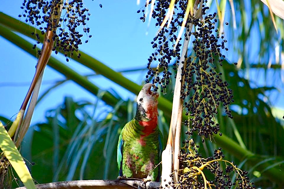 Nassau Parrots 2 (Neill Pritchard