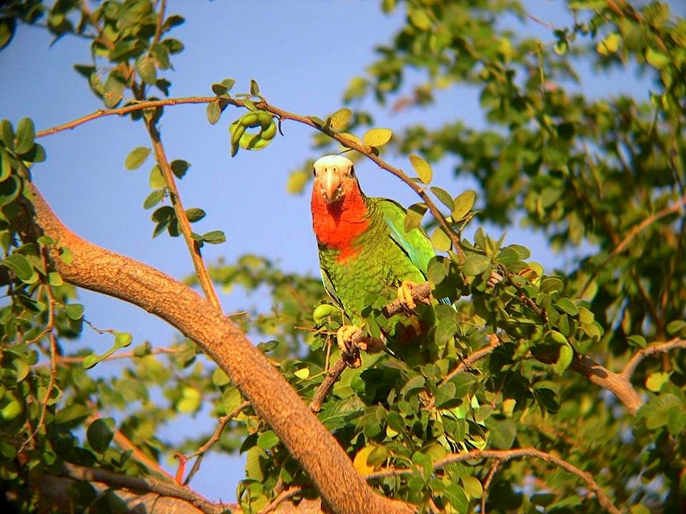 Nassau Parrots - Lynn Gape