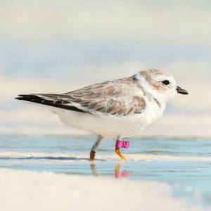 PIPL Pink Band 52, Abaco (Walker Golder)