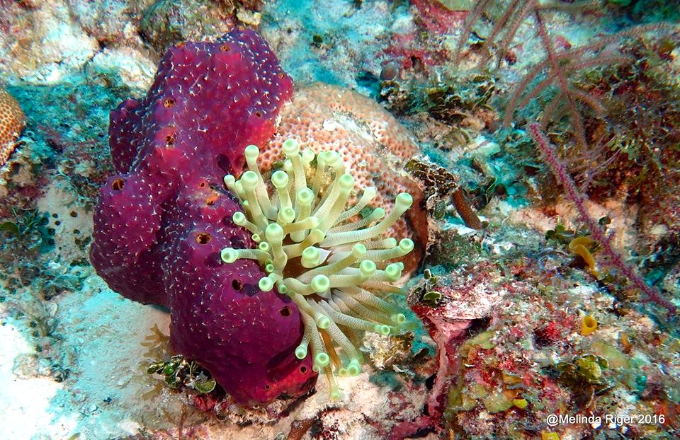 Purple Sponge : Giant Anemone ©Melinda Riger @ G B Scuba