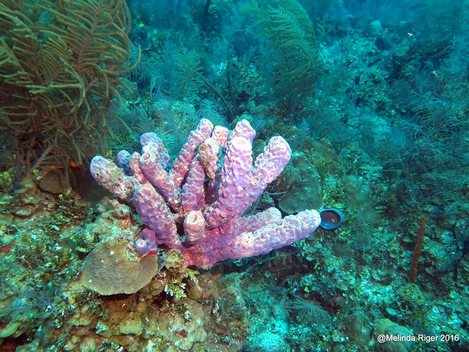 Purple Tube Sponge ©Melinda Riger @ GB Scuba
