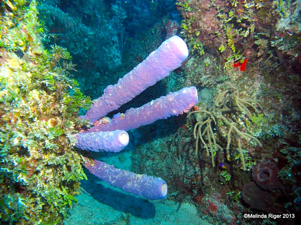 Stove Pipe Sponge ©Melinda Riger @ G B Scuba