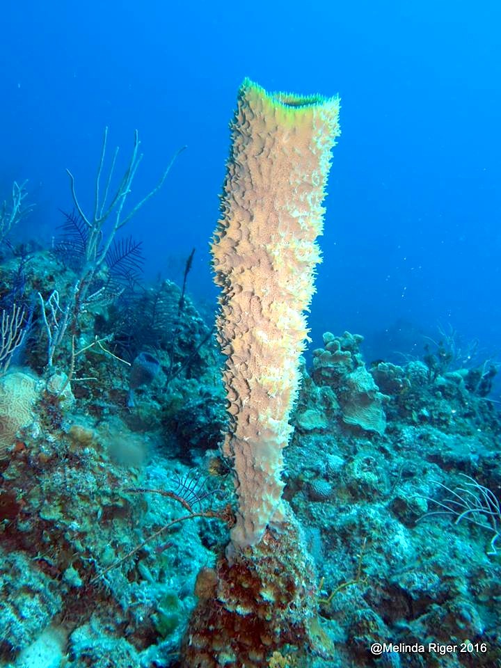 Vase Sponge ©Melinda Riger @ G B Scuba
