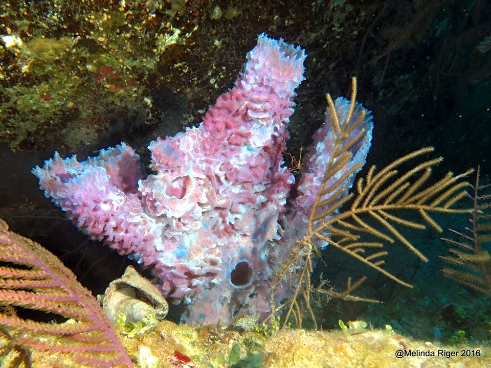 Vase Sponge, purple ©Melinda Riger @ G B Scuba