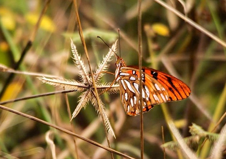 10386393_10152656788408720_3995568288186763659_n