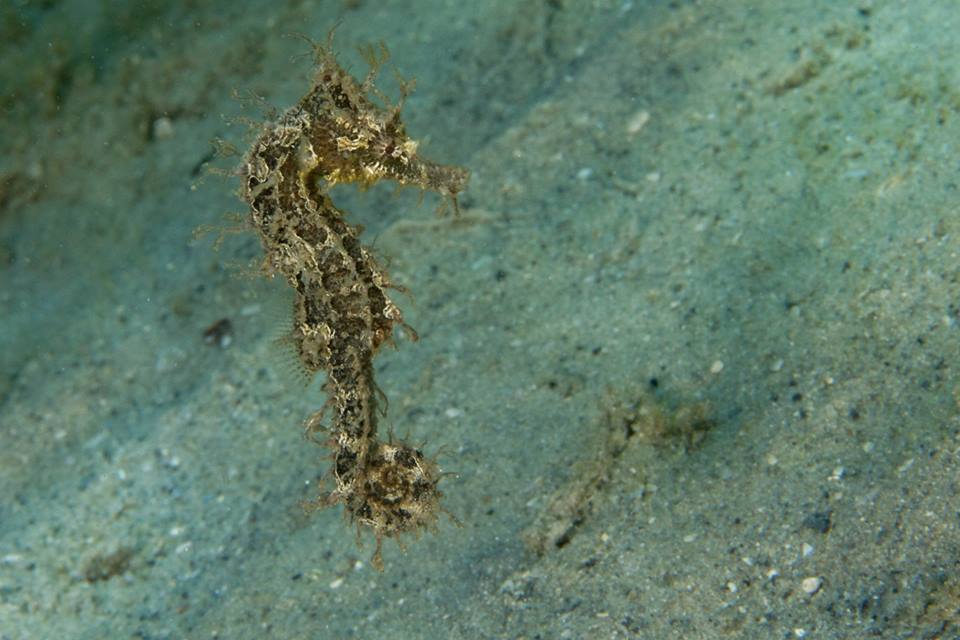 Seahorse (Adam Rees / Scuba Works)