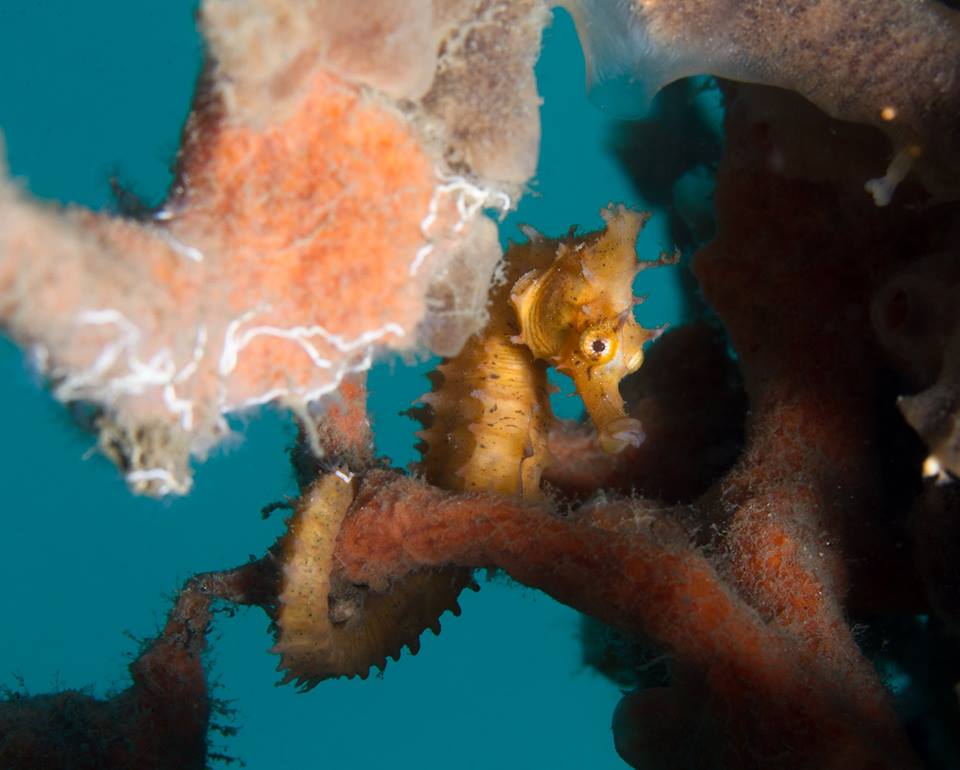 Seahorse (Adam Rees / Scuba Works)