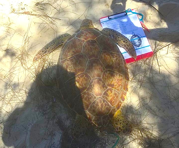 Turtle measuring project, Abaco