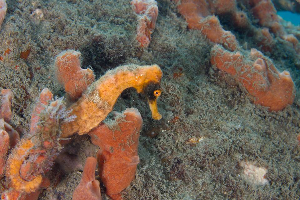 Seahorse (Adam Rees / Scuba Works)