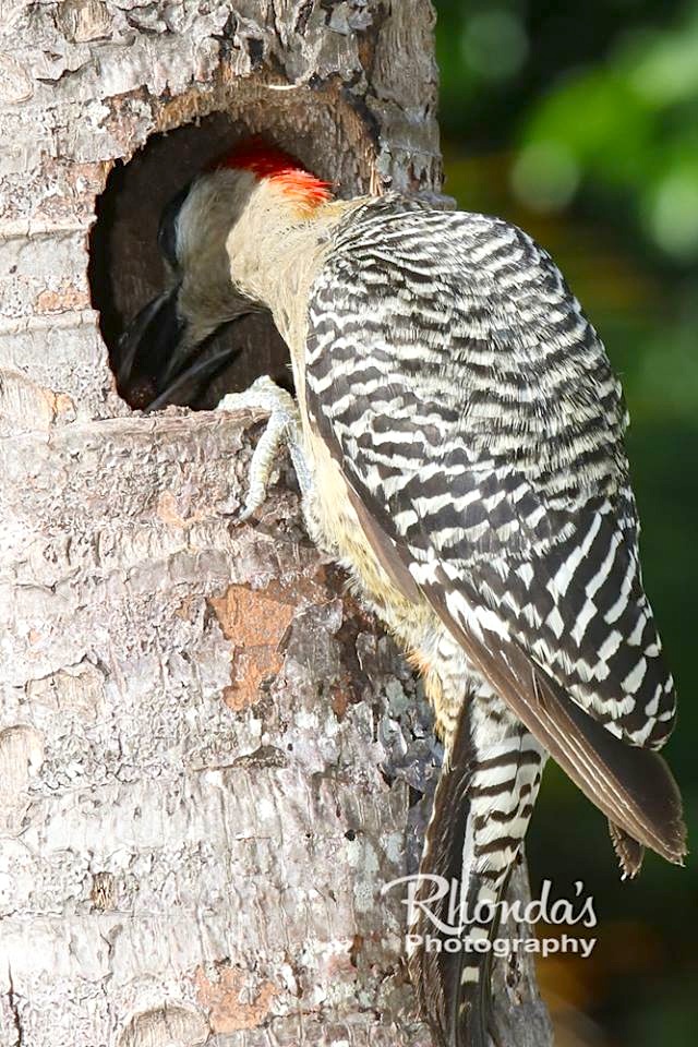West Indian Woodpeckers & Chicks (Rhonda Pearce)