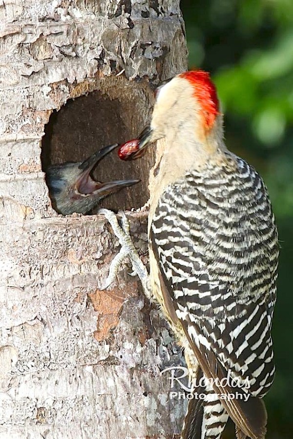 West Indian Woodpeckers & Chicks (Rhonda Pearce)