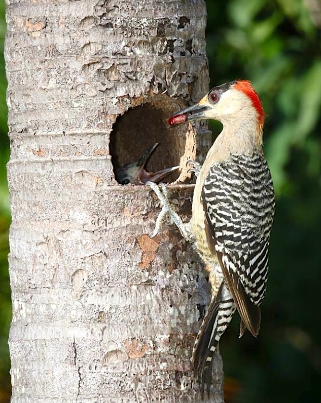 West Indian Woodpeckers & Chicks (Rhonda Pearce)