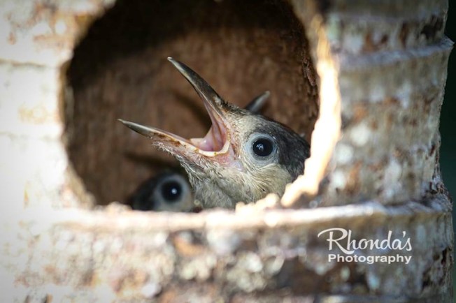 West Indian Woodpeckers & Chicks (Rhonda Pearce)