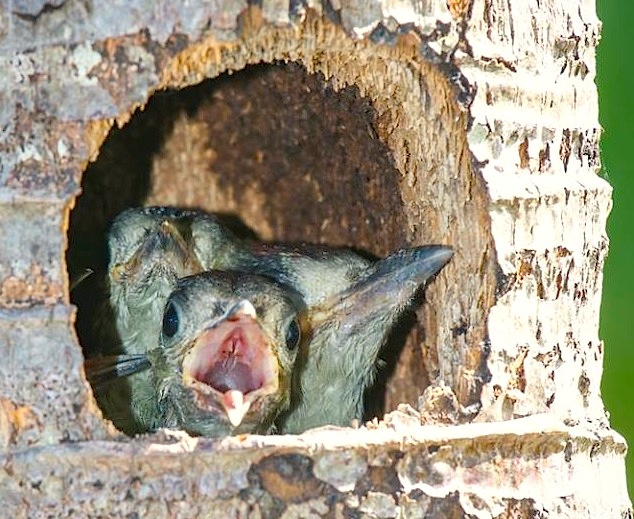 West Indian Woodpecker & Chicks, Abaco (Rhonda Pearce)