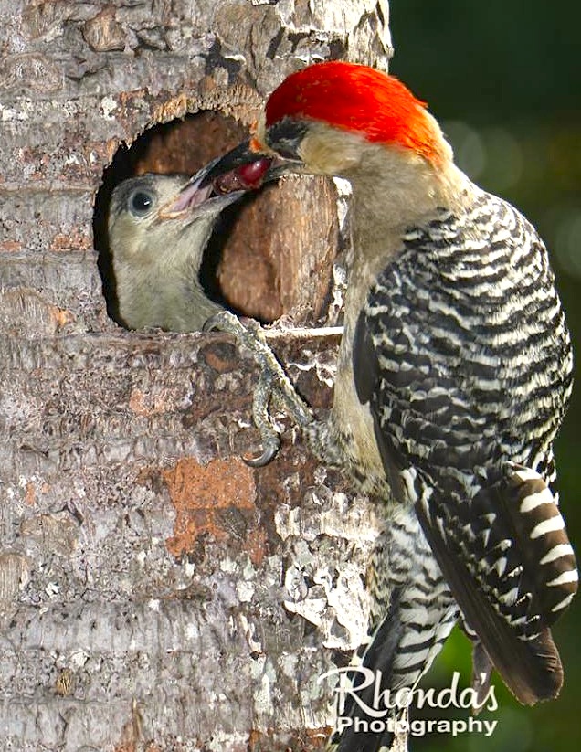 West Indian Woodpecker & Chicks, Abaco (Rhonda Pearce)