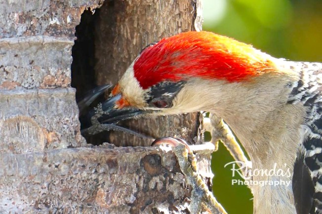 West Indian Woodpecker & Chicks, Abaco (Rhonda Pearce)