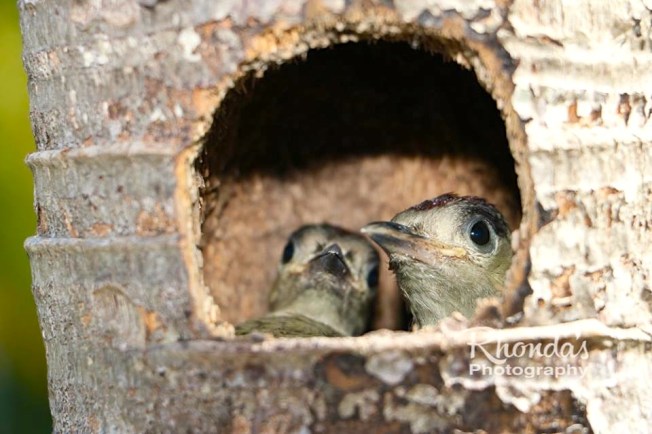 West Indian Woodpecker & Chicks, Abaco (Rhonda Pearce)