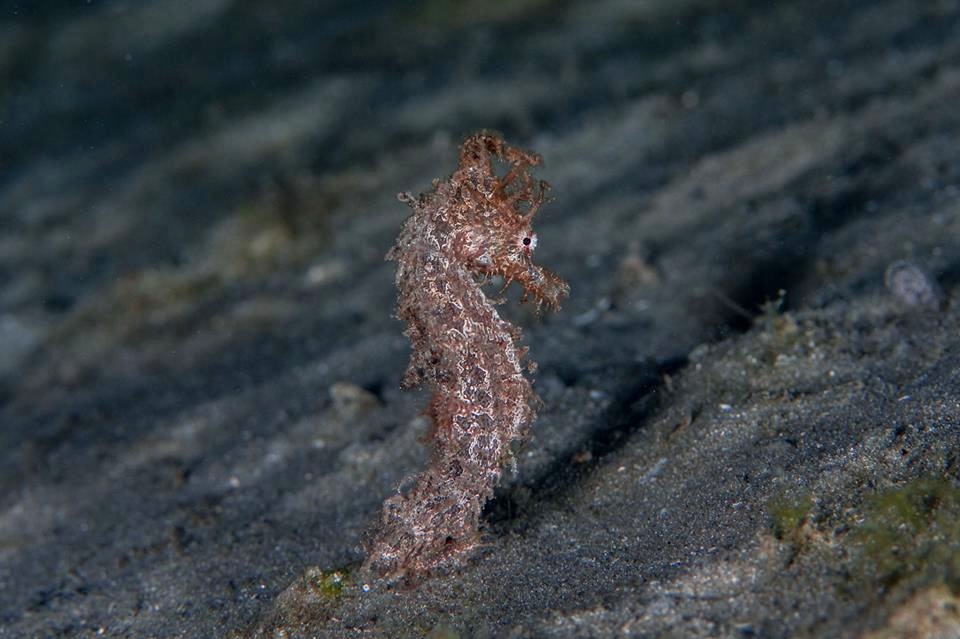 Seahorse (Adam Rees / Scuba Works)