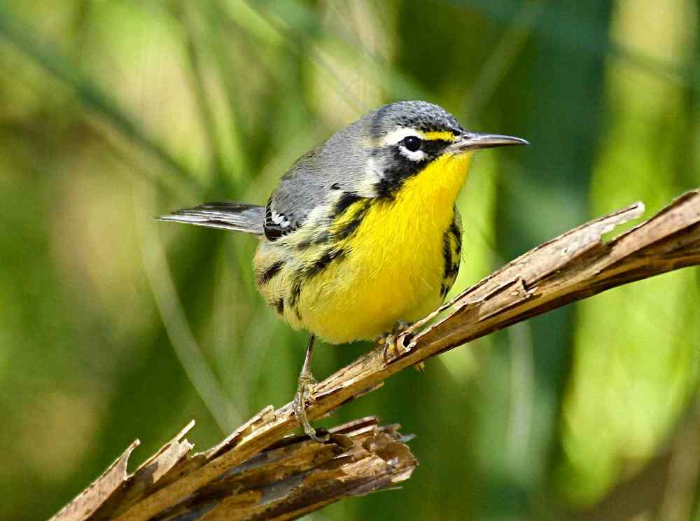 Bahama Warbler, Abaco Bahamas (Bruce Hallett)